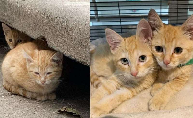 Due fratellini gattini lasciano le fogne in cui vivevano per una nuova vita
