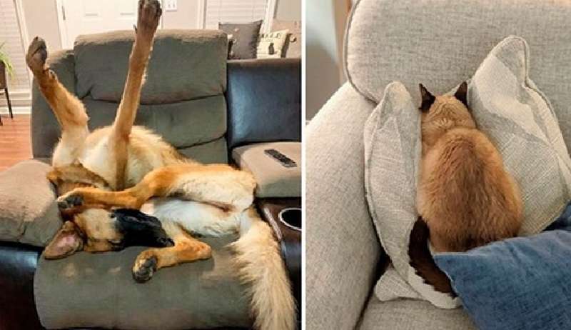 Una dozzina di animali domestici ha fatto ridere fino alle lacrime i loro proprietari