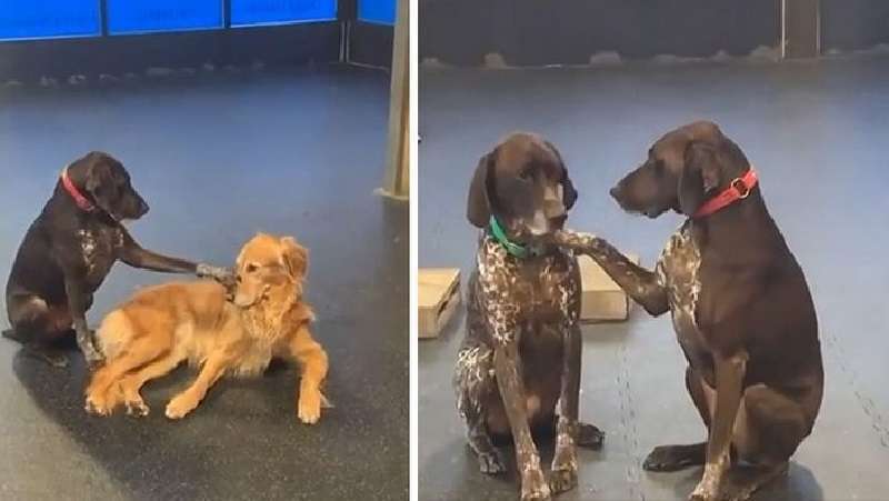 Animali domestici che hanno fatto qualcosa di sbagliato e sono entrati in Internet