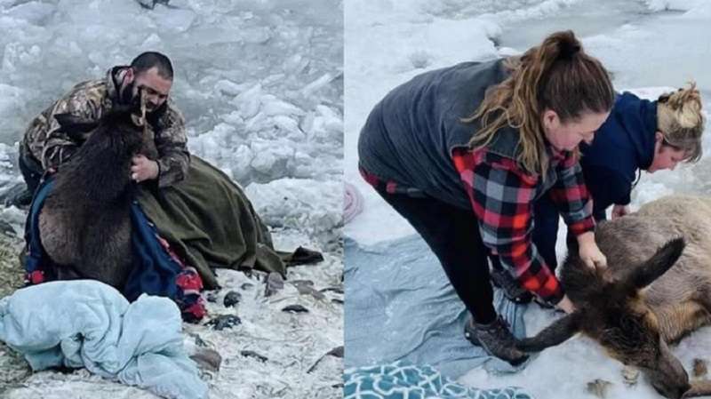 Le persone premurose per tutto il Natale hanno salvato l'alce che è caduta nel ghiaccio