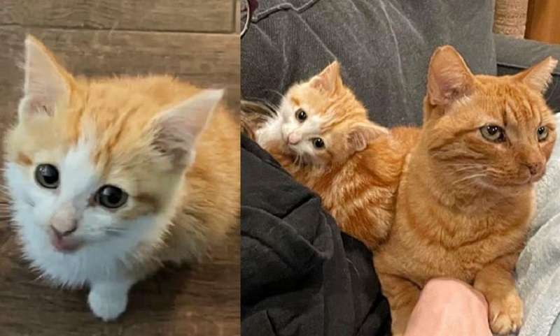 Un gattino che ha costantemente bisogno di attenzioni rieduca un gatto capriccioso amante della libertà