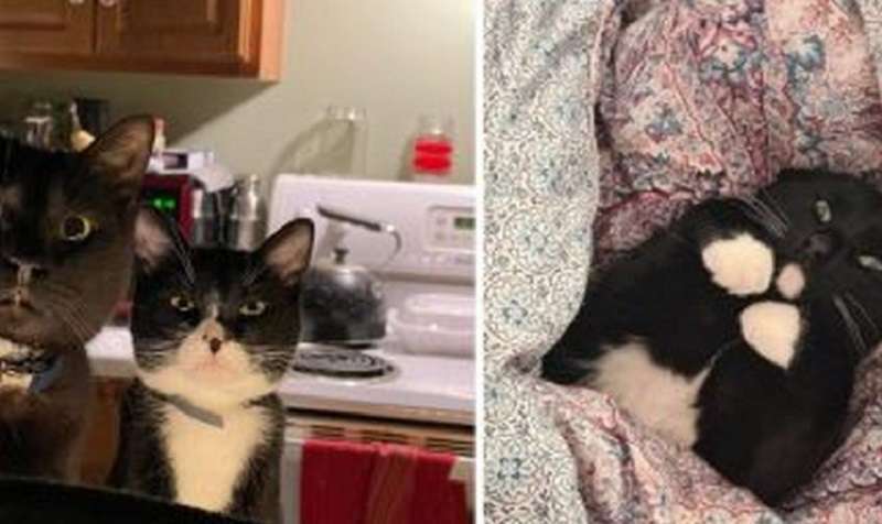 Quindi ho guardato che mi vergognavo già: 16 foto di animali domestici che oggi non sono contenti dei loro bipedi