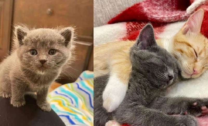 Il gattino è stato gettato in una scatola. Faceva freddo, ma urlò a squarciagola e i suoi sforzi furono ripagati.