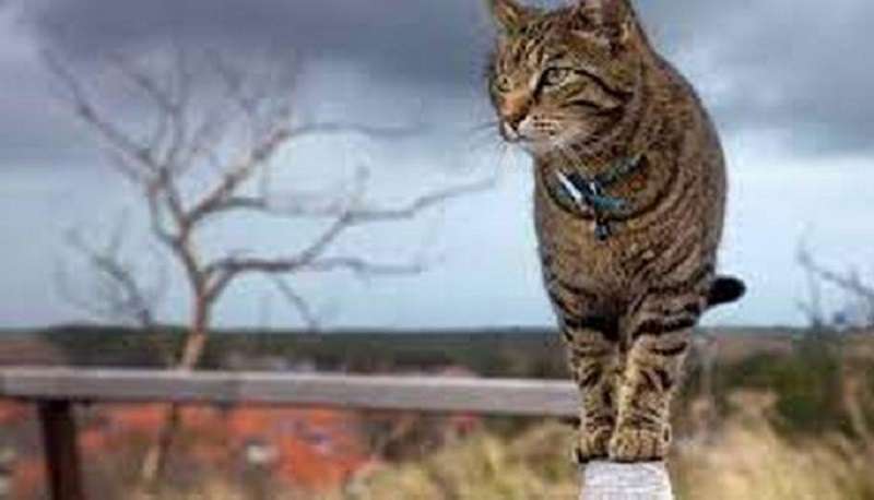 8 principi di vita per i gatti e i loro animali domestici