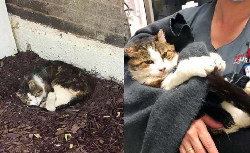 Il gatto ha vissuto per anni sotto le scale, ora ha un divano a sua disposizione ed è felice