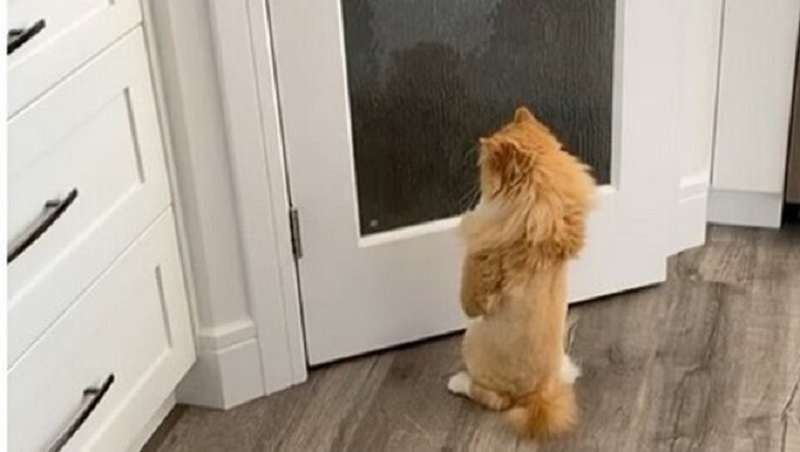 Un gatto senza zampe anteriori che ha imparato a camminare come un essere umano conquista la Rete
