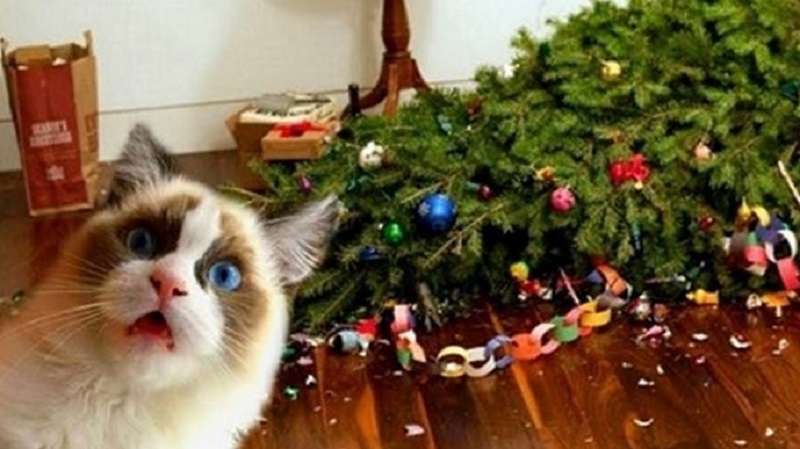 La nocività di questi gatti di Capodanno si ribalta