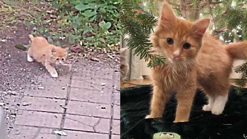 Un gattino di strada è corso a mangiare e cenare fino a quando il suo sogno ha cominciato a realizzarsi