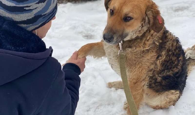 Uno sfortunato cane senzatetto nella spazzatura ha dato una zampa alle persone perché sperava in un aiuto