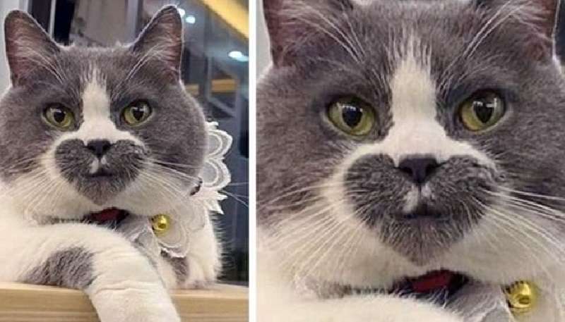 10 foto di gatti in cui gli oggetti delle riprese sono dipinti dalla natura non secondo le regole
