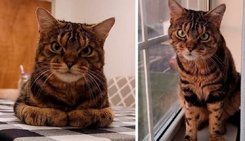 Un gatto con un buon cuore che sembra un famigerato male