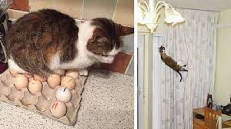 18 gatti criminali che sono stati catturati sulla scena del crimine