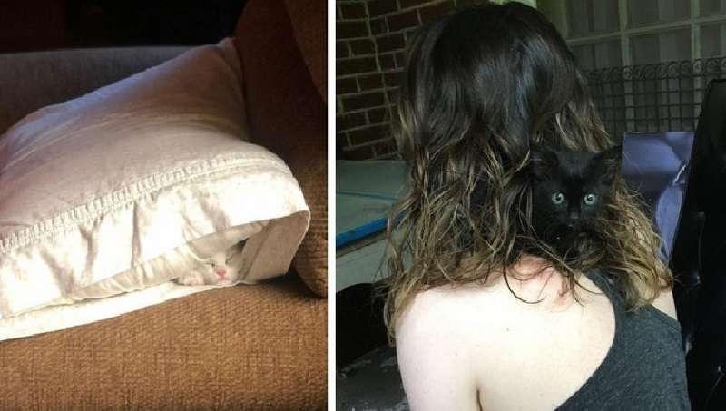 16 situazioni divertenti in cui i gatti hanno deciso di nascondersi e i proprietari hanno dovuto lavorare sodo per trovarli