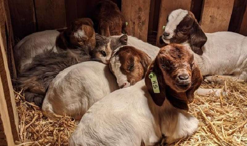 15 animali che hanno cercato di fare amicizia, ma è andata allo stesso modo