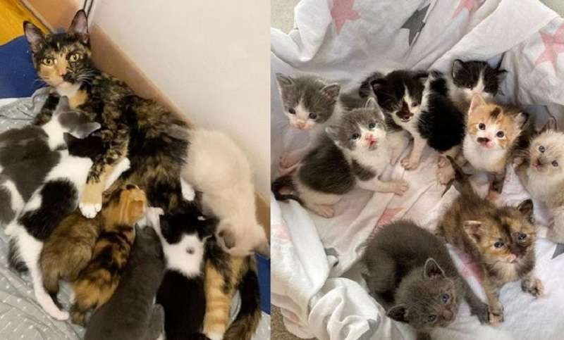 Il gatto di strada ha partorito otto. Questa non è la sua prima nascita, ma davanti c'è una dolce vita