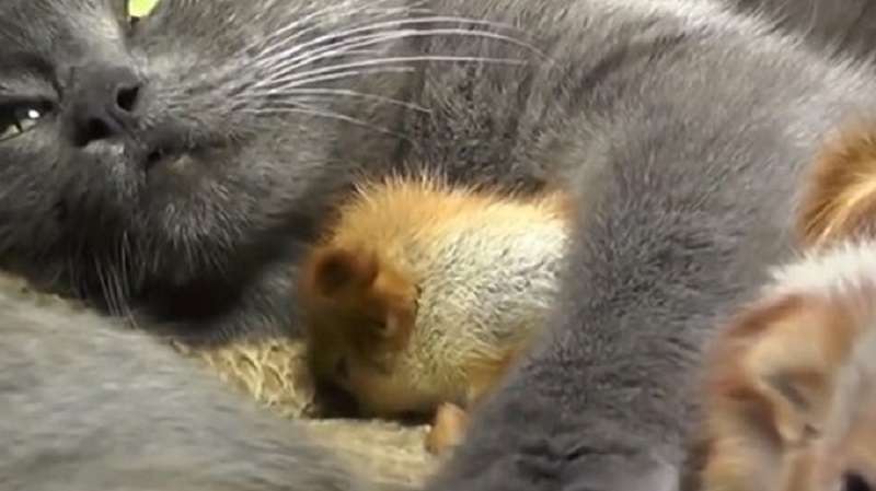 Il gatto ha dato alla luce dei gattini e presto ha cominciato a lasciarli soli, scappando nella foresta