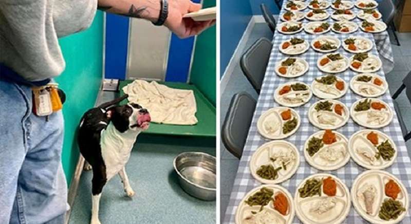 Una coppia ha preparato 80 pasti separati per gli animali da un rifugio per il Ringraziamento