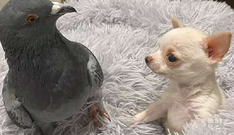 Un piccione che non sa volare fa amicizia con un cucciolo che non sa camminare