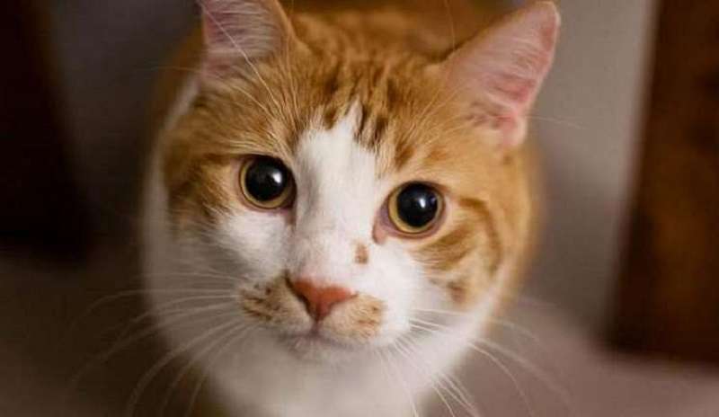 7 cose più difficili da fare quando si vive con un gatto