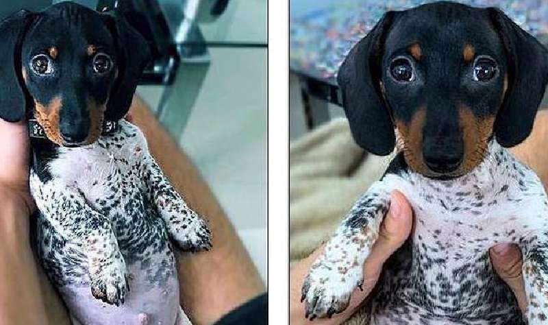Che bel bambino: un cucciolo di bassotto nato in pigiama