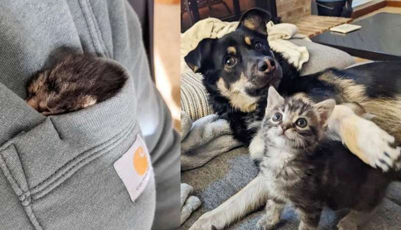 Un gattino orfano è stato salvato dall'estinzione da tutta la famiglia, insieme a cani e gatti. Salvato!