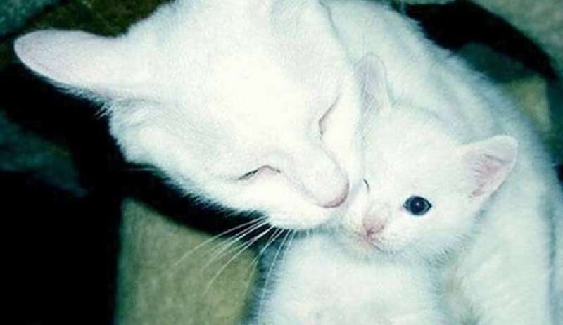 Perché il gatto è entrato in casa con un gattino tra i denti o la storia di un angelo bianco