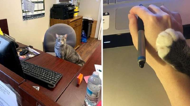 Non è facile essere una persona da gatto e una persona remota allo stesso tempo – scopri perché. 16 foto