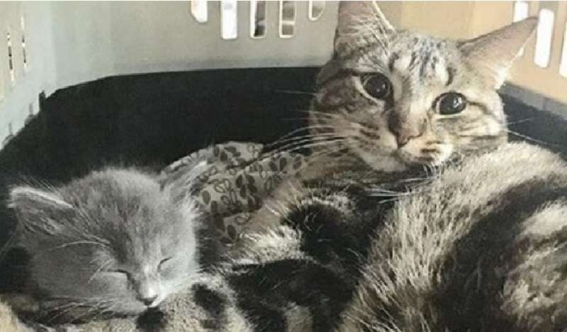 Il gatto domestico aiuta un gattino orfano e gli insegna a coccolare