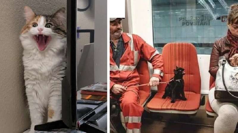 Foto con suono – 17 gatti il cui miagolio si sente dallo spazio