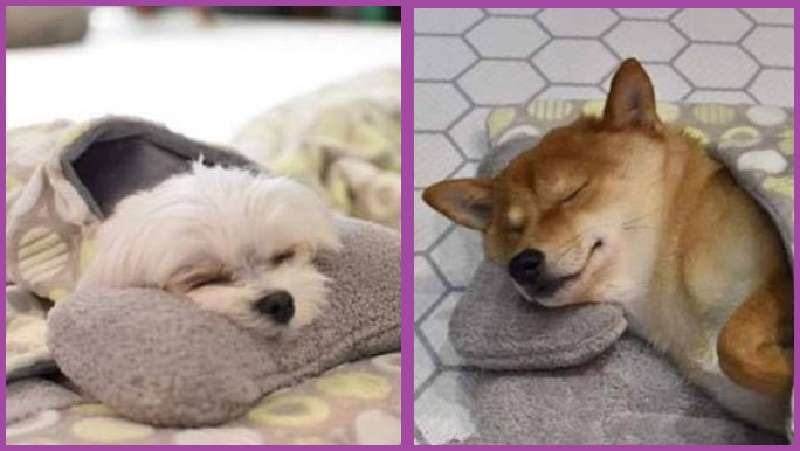 Le foto di cuccioli addormentati di un asilo nido speciale per cani hanno conquistato Internet