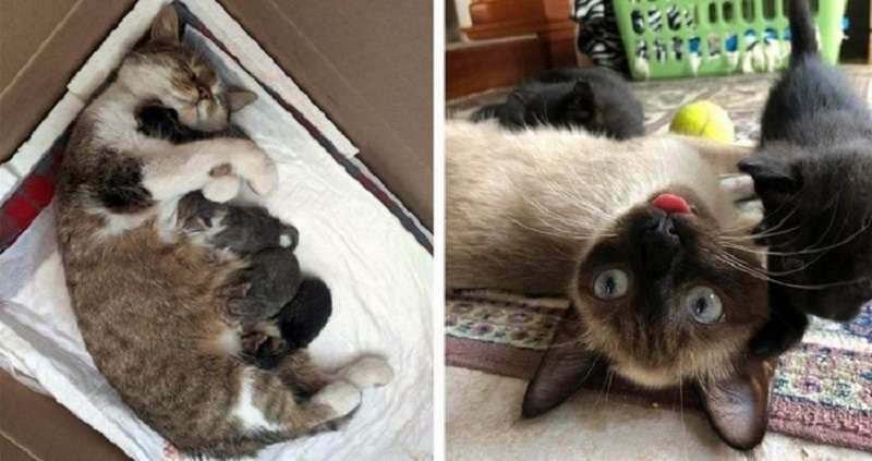 Mamme gatto e mamme cane – 17 foto indimenticabili