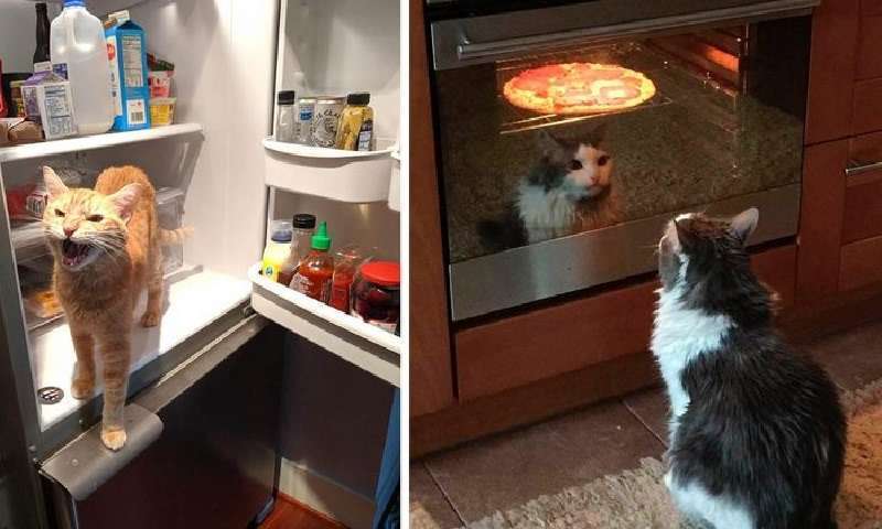 Chiedere il cibo in modo tale da volerlo dare a te è un'arte. 17 foto di cani e gatti