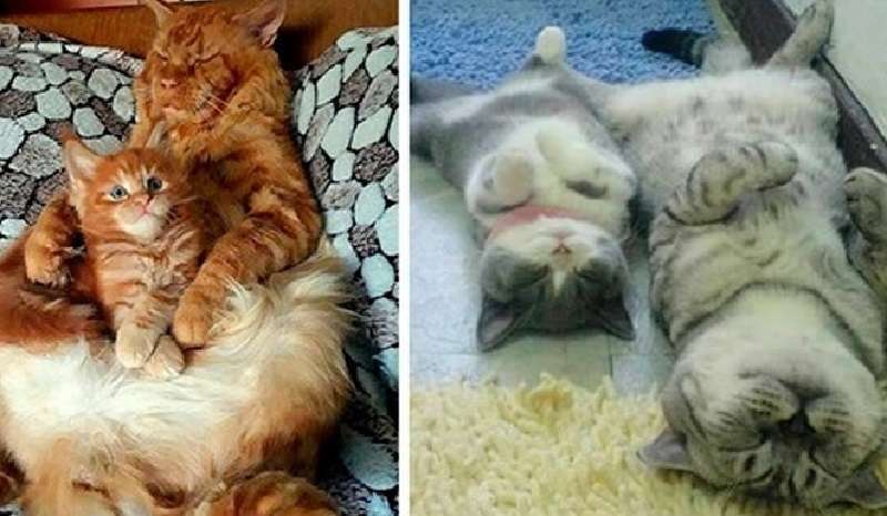 I gatti e le loro graziose copie