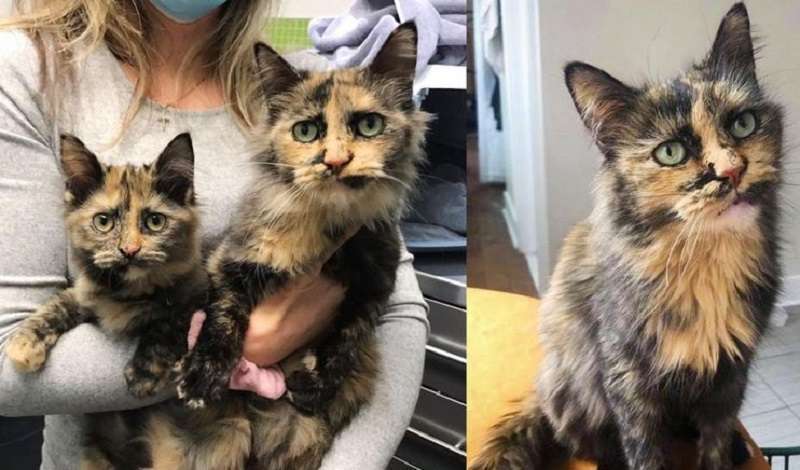 Il gatto è stato salvato da una casa disordinata insieme a un gattino, una copia esatta della mamma