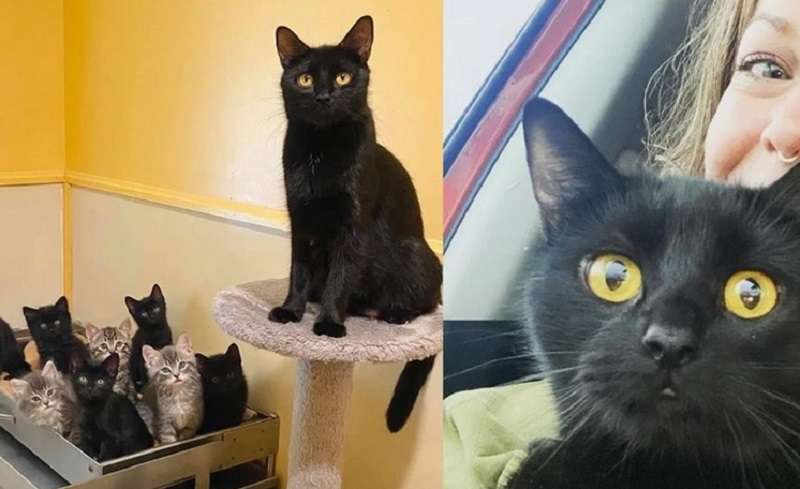 Una donna ha adottato un gattino ed è tornata per sua madre, che aspetta in un rifugio da 6 lunghi mesi