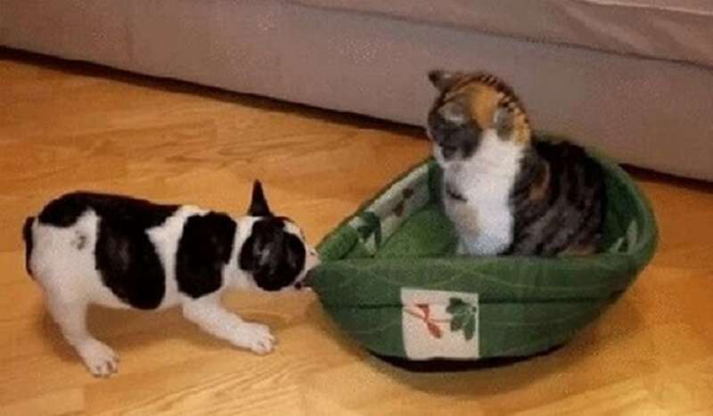 Questo è il modo in cui i cani reagiscono all'ingiustizia