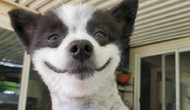 Il cane Shavi non smette mai di sorridere