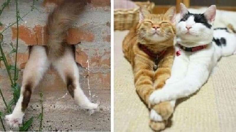 I gatti sono gli animali più misteriosi e 11 foto lo confermano