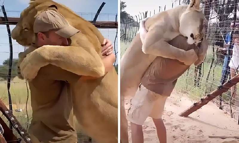 Abbracci del leone: un grosso gatto e la sua persona amata