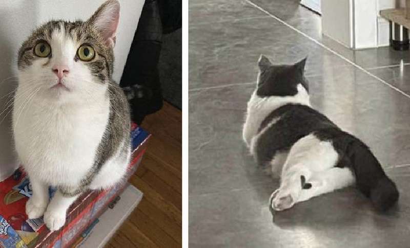 Animali domestici dall'aspetto insolito: 17 foto difficili da dimenticare