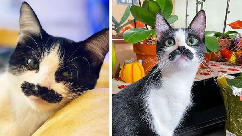 Ironia della sorte, il più “baffi” era un gatto, non un gatto