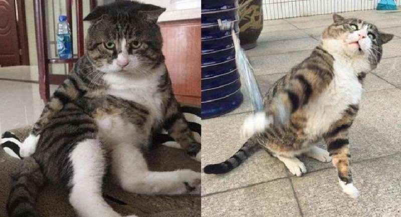 Ai Fei è un gatto molto emotivo che è attratto dal titolo di re del dramma