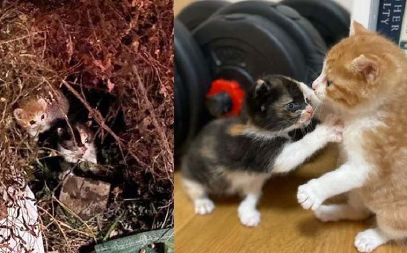 I due gattini sono usciti insieme dai cespugli. Non avevano affatto paura delle persone e volevano davvero tornare a casa.