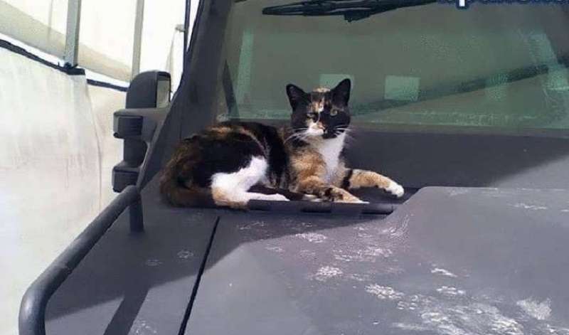 Il gatto si è inchiodato alle forze speciali e le hanno costruito una casa