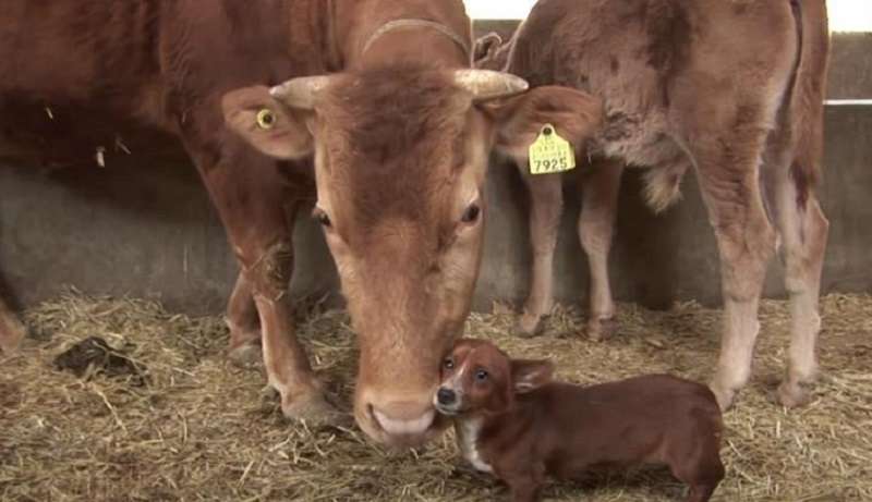 Il cane divenne così amichevole con la mucca che non la lasciò vendere