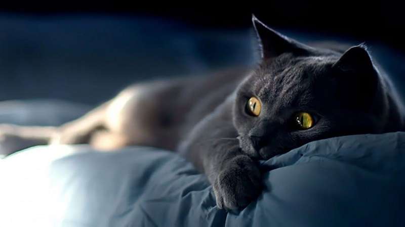 50 fatti interessanti sui gatti