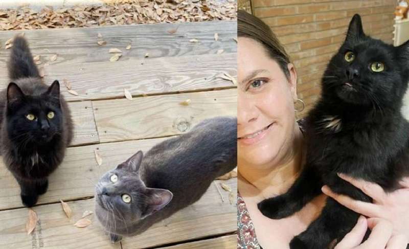 Due gattini sono venuti a casa, sono entrati dritti nel trasportino e hanno agitato la coda verso la vita di strada