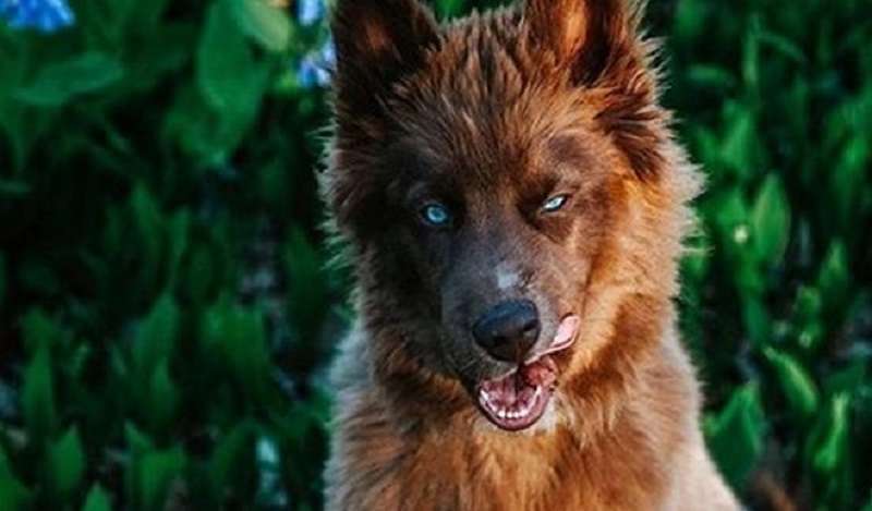 Quoi è il cucciolo di husky più bello del mondo!