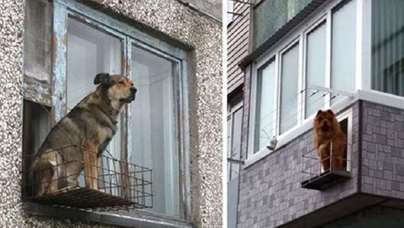 15 esempi di cani che non sono solo animali domestici dei proprietari, ma veri e propri membri della famiglia