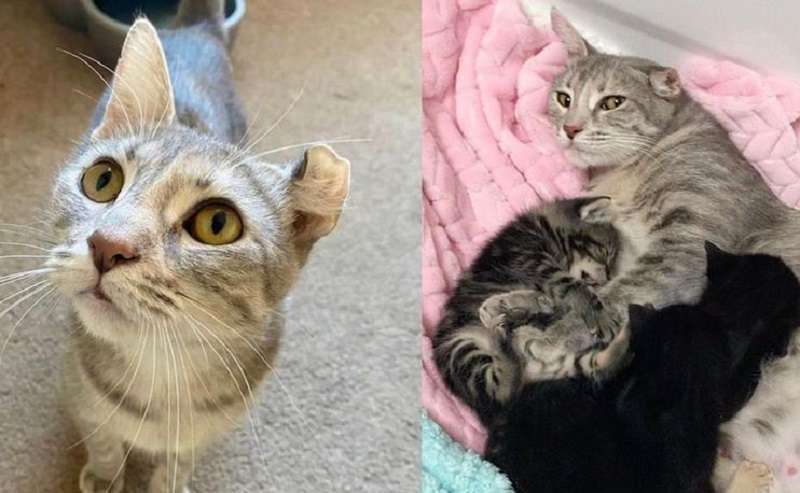 Una donna ha fatto entrare un gatto in casa sua e ha dato alla luce dei gattini nella sua toilette